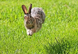 A rabbit running