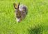 A rabbit running